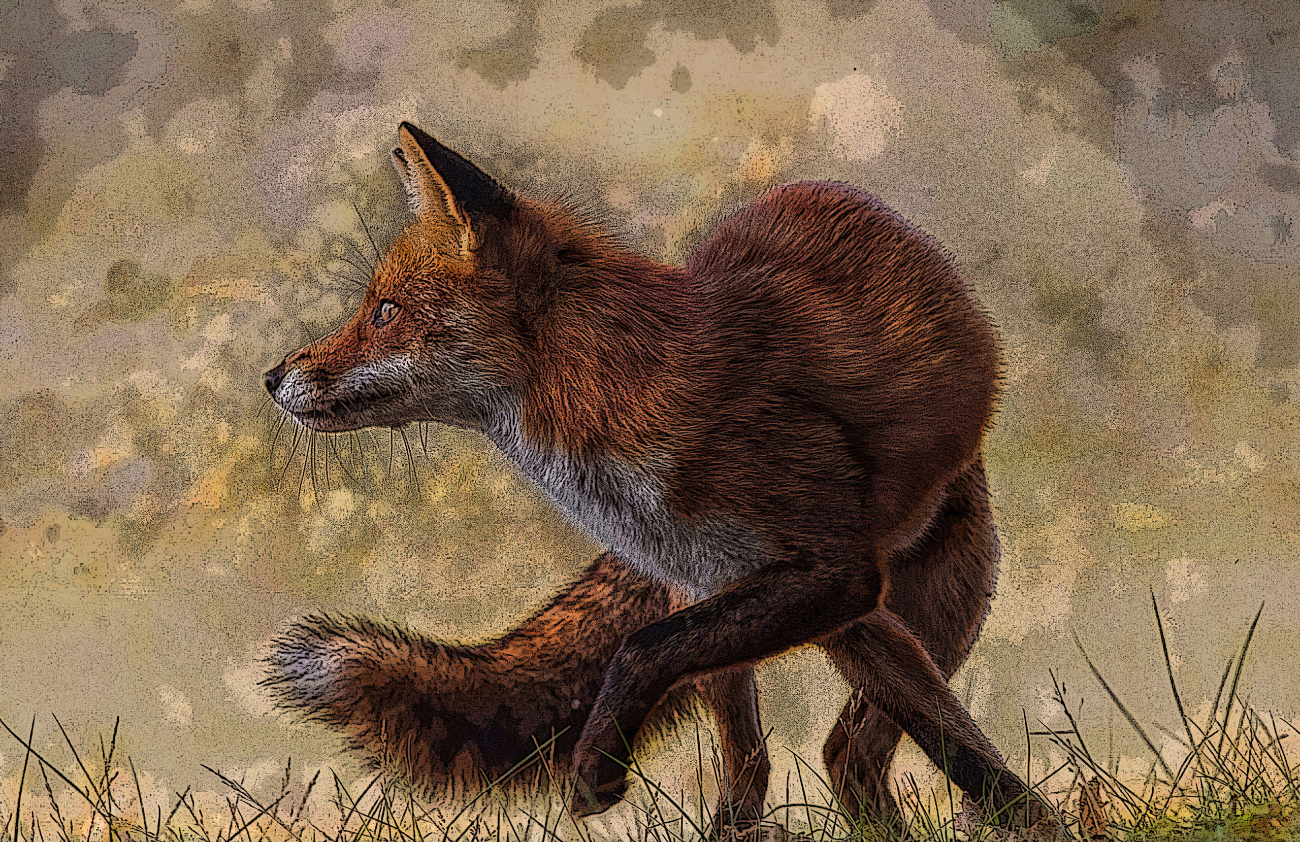 Red Fox Gifts Illustration Design